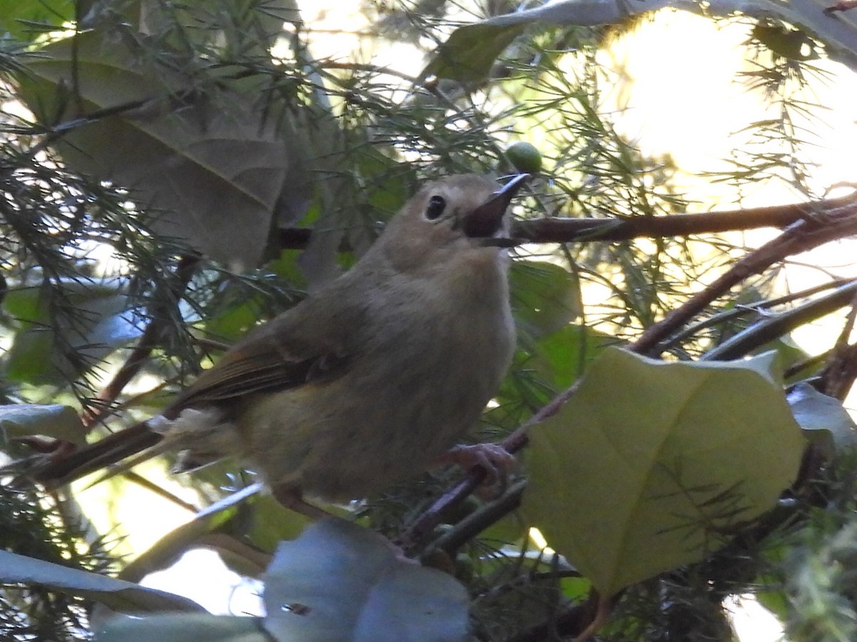 Large-billed Scrubwren - ML620436728