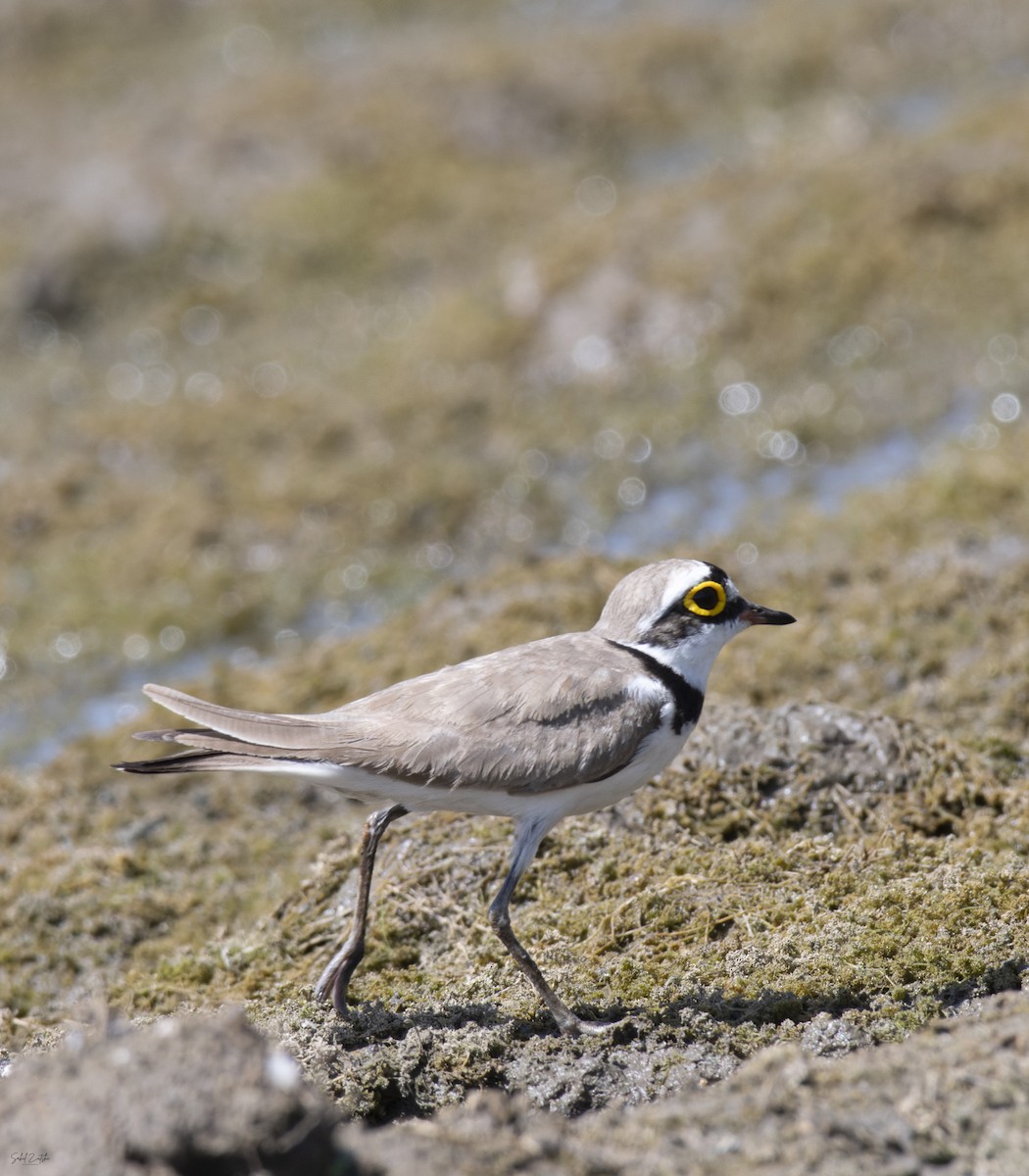 Little Ringed Plover - ML620436729