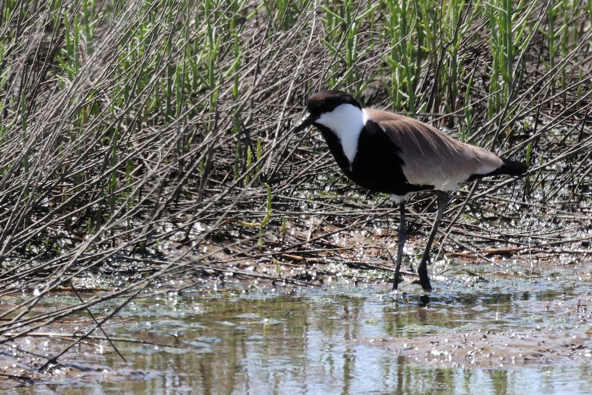 Spur-winged Lapwing - ML620436737