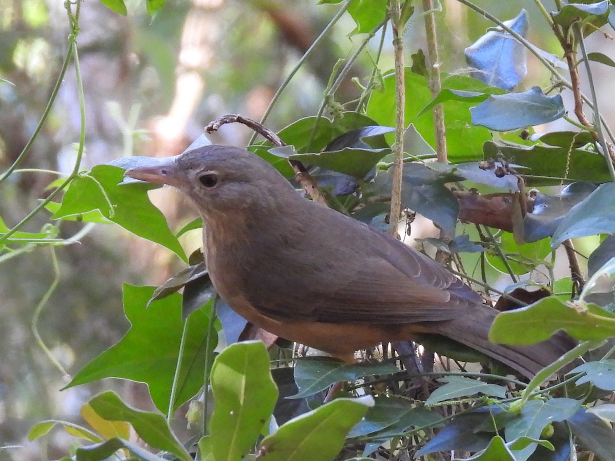 Rufous Shrikethrush - ML620436740