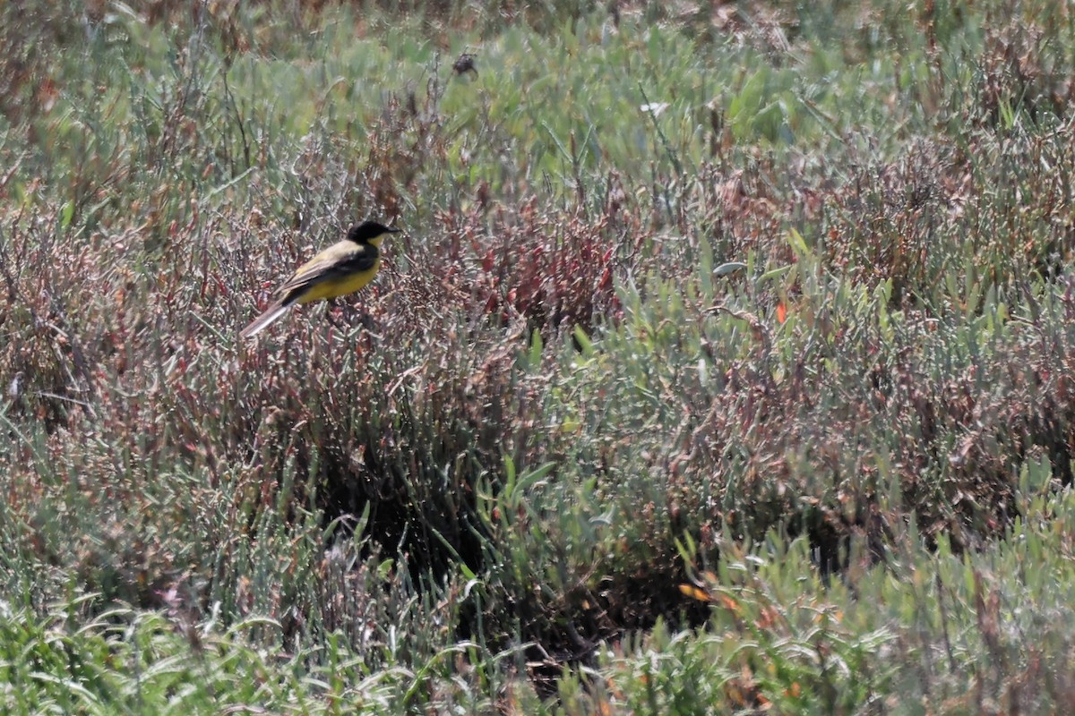 Western Yellow Wagtail (feldegg) - ML620436741