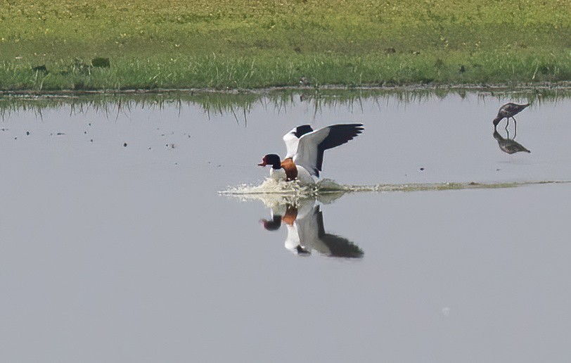 Common Shelduck - ML620436748