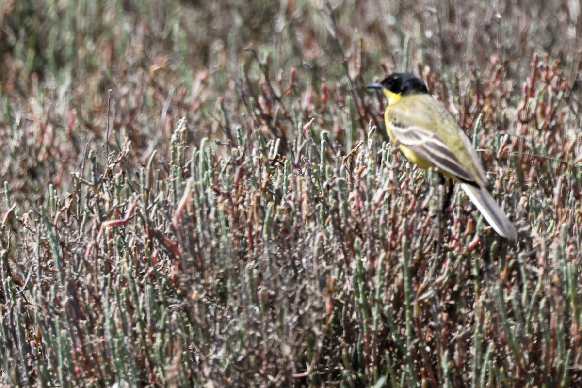 Western Yellow Wagtail (feldegg) - ML620436750