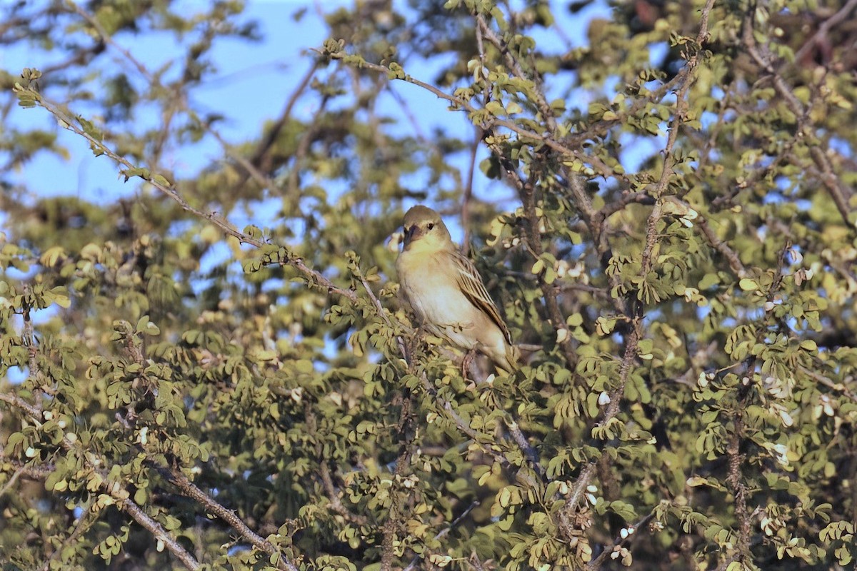 Southern Masked-Weaver - ML620436752