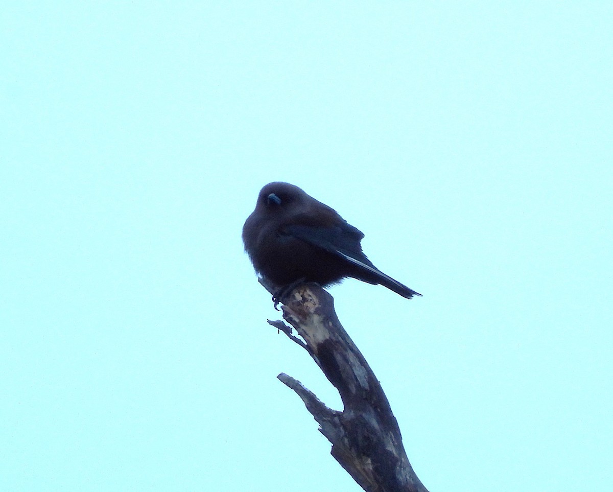 Dusky Woodswallow - ML620436753