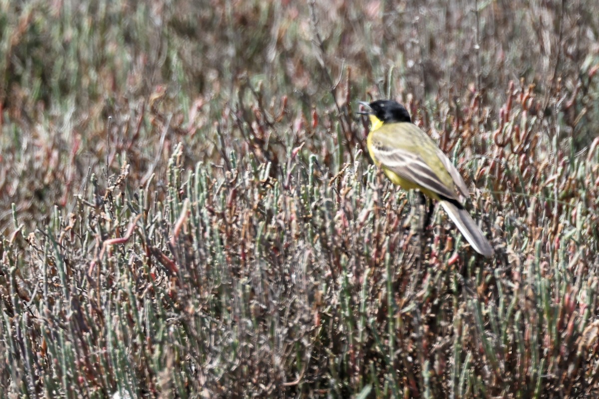 Western Yellow Wagtail (feldegg) - ML620436755