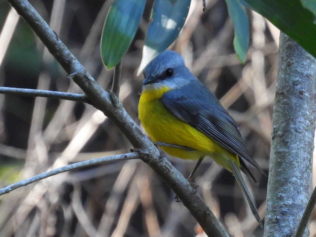 Eastern Yellow Robin - ML620436764