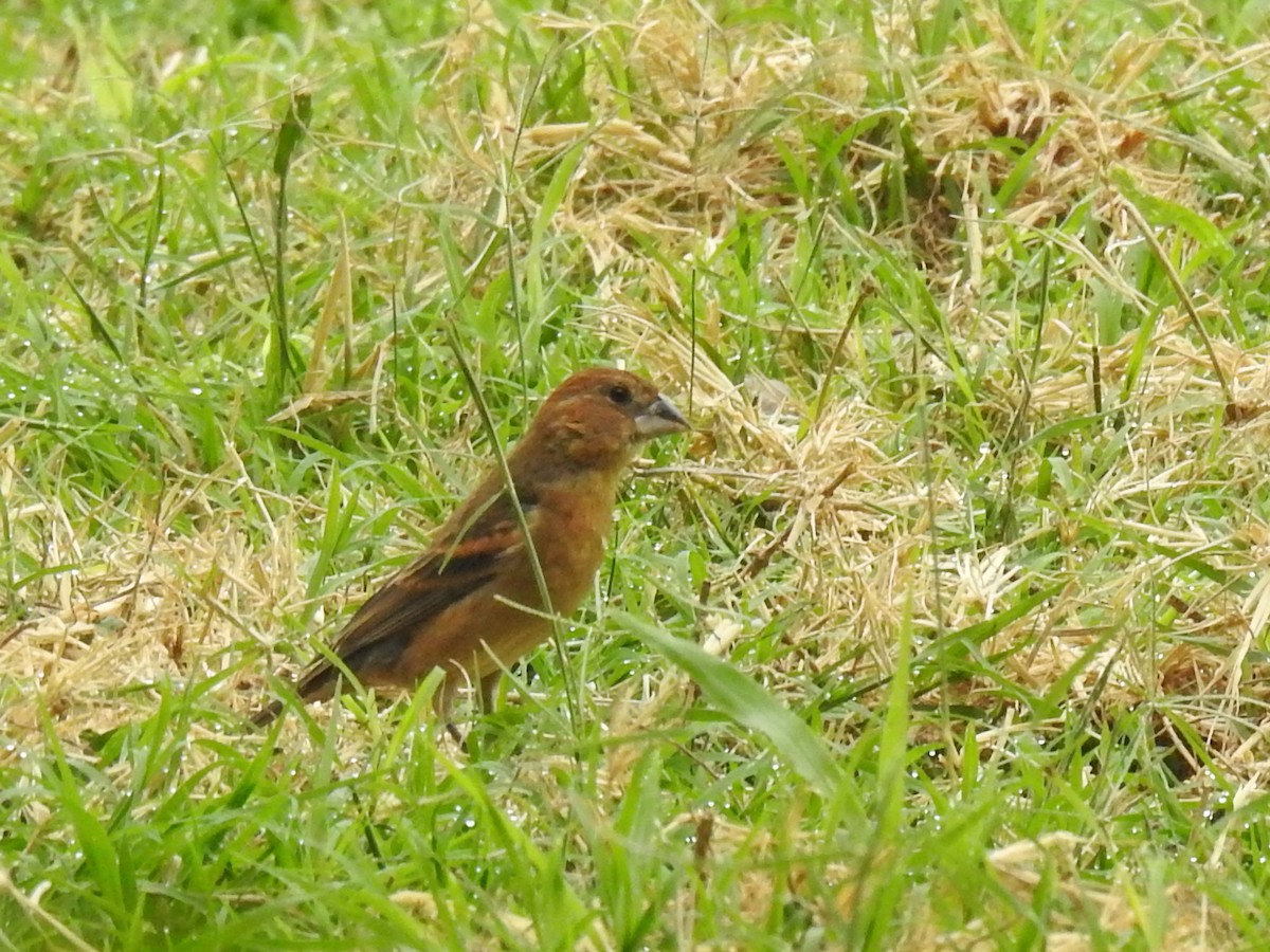 Blue Grosbeak - ML620436766