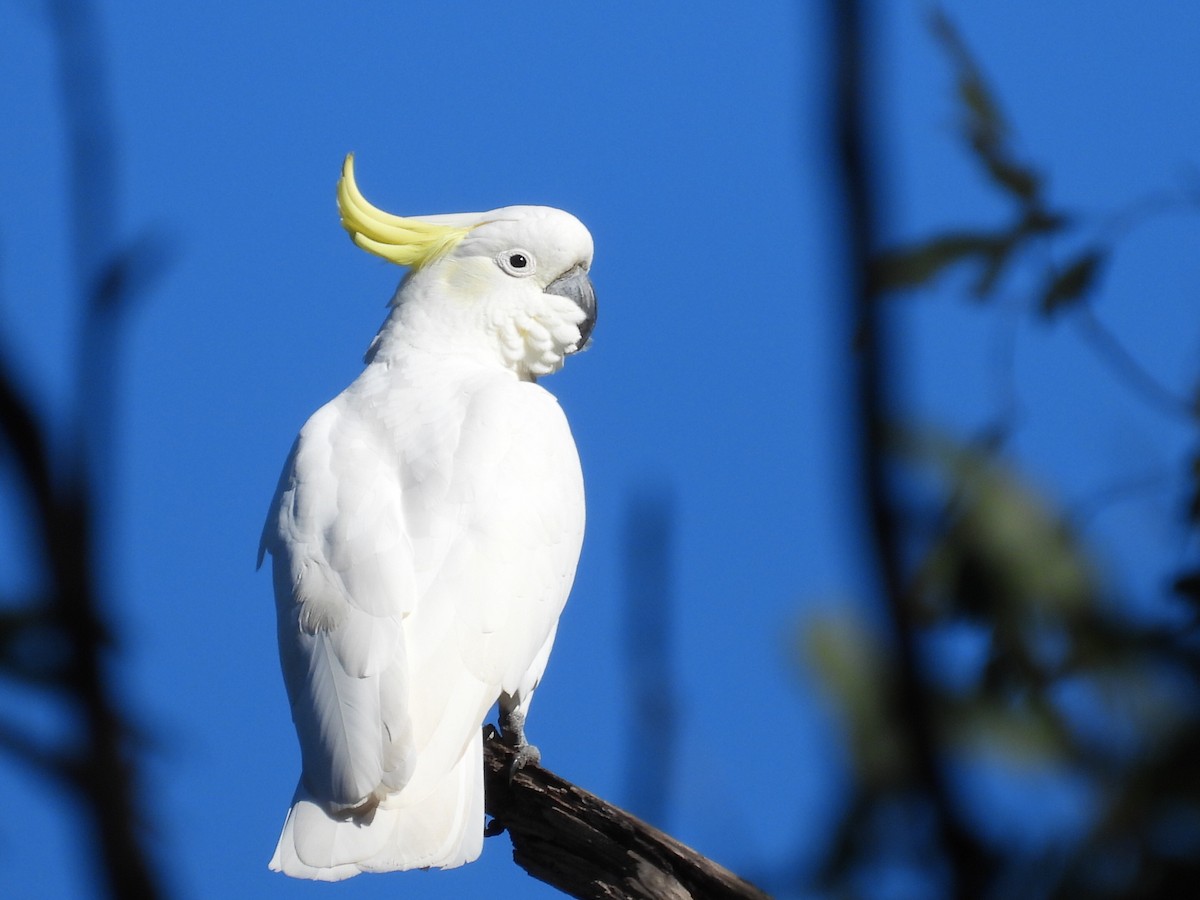 Sulphur-crested Cockatoo - ML620436770