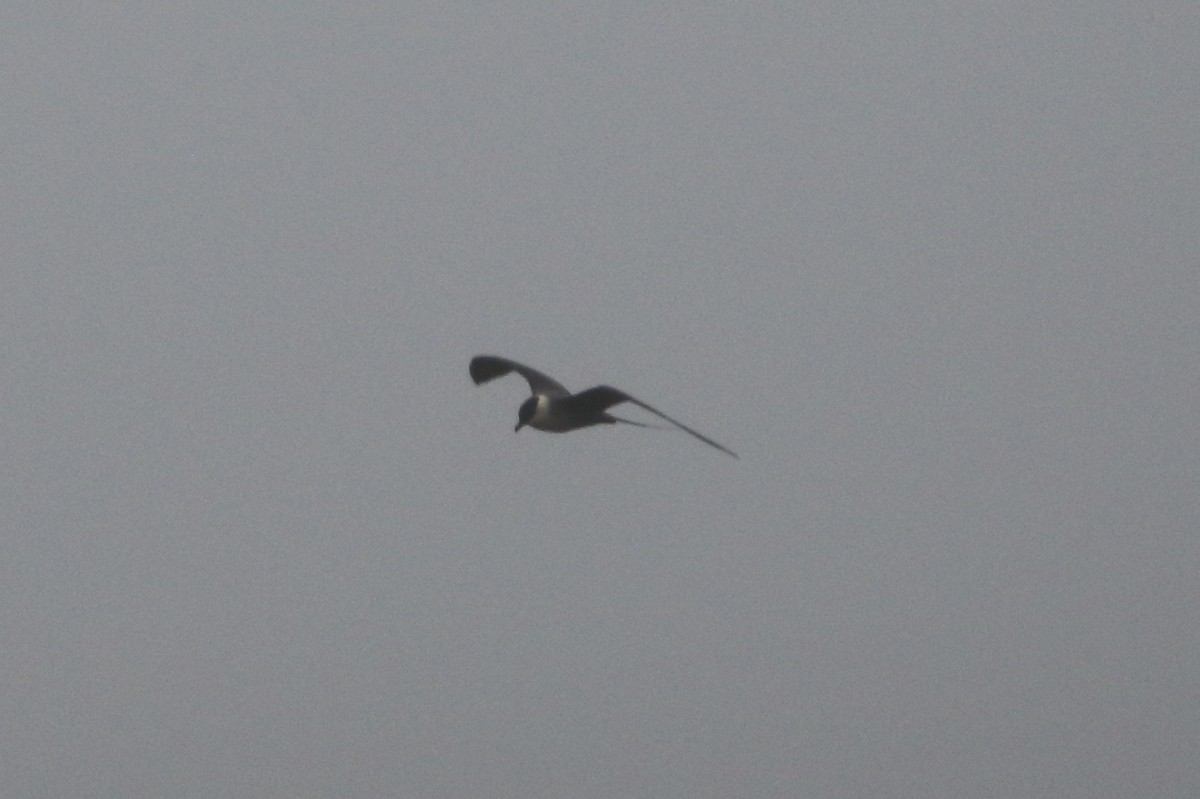 Long-tailed Jaeger - ML620436773