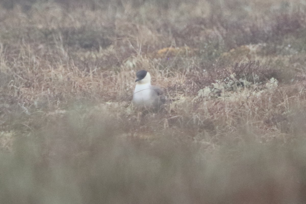 Long-tailed Jaeger - ML620436774