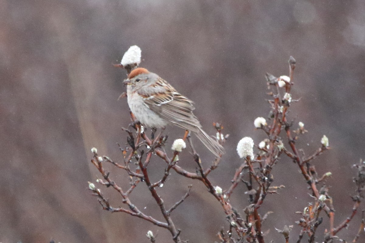 American Tree Sparrow - ML620436781