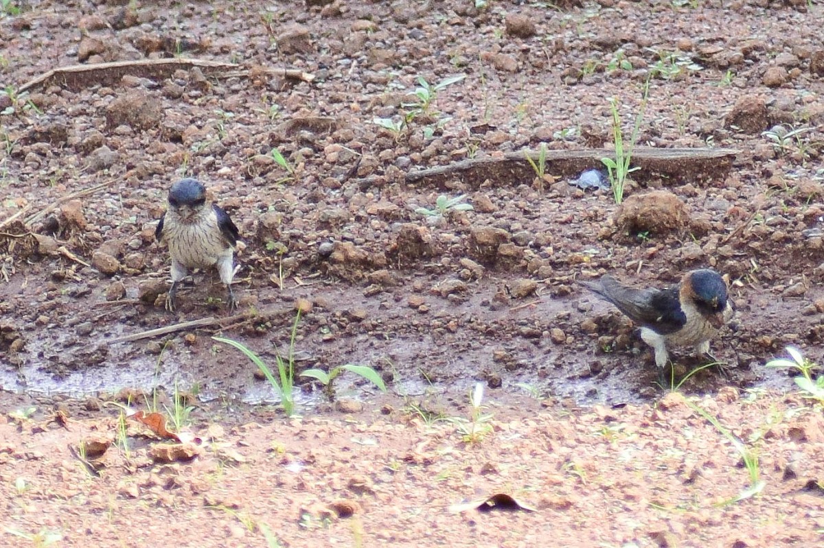 Red-rumped Swallow - ML620436782