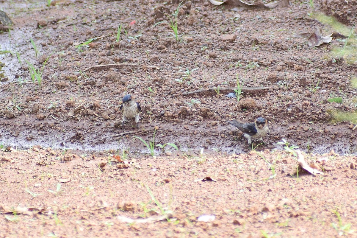 Red-rumped Swallow - ML620436783