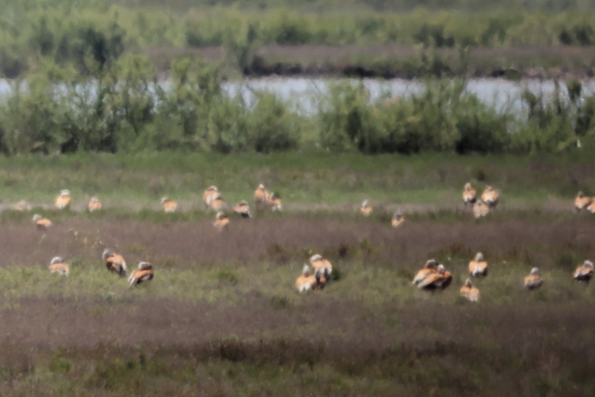 Ruddy Shelduck - ML620436784