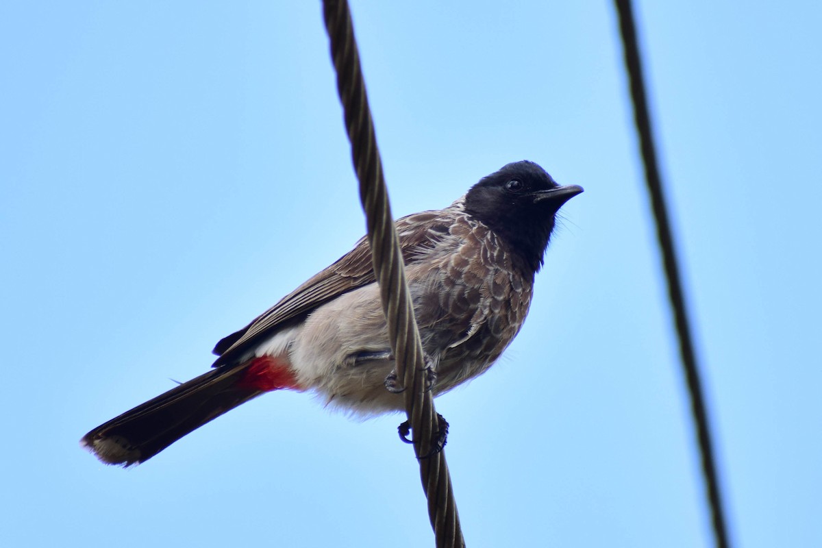 Red-vented Bulbul - ML620436786