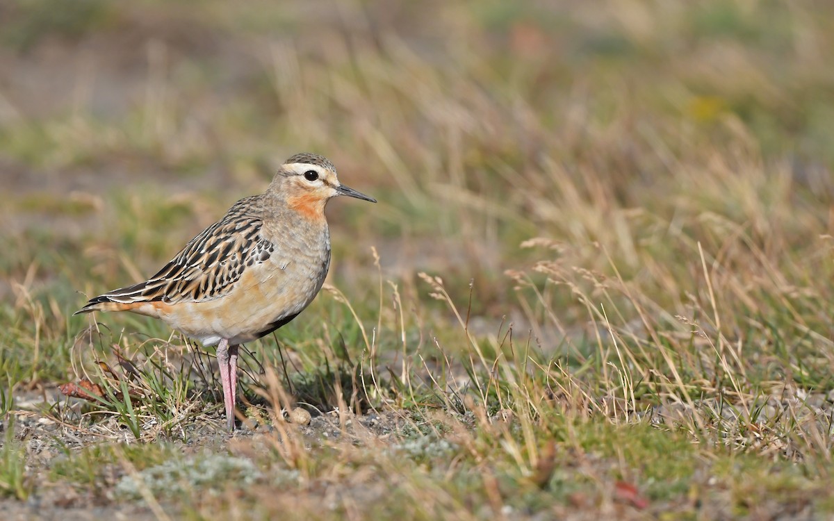 Tawny-throated Dotterel - ML620436792