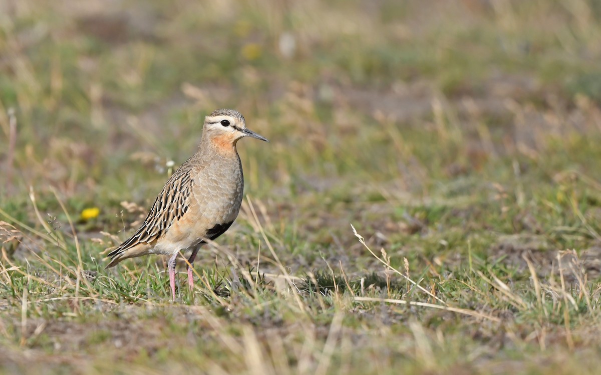 Tawny-throated Dotterel - ML620436795