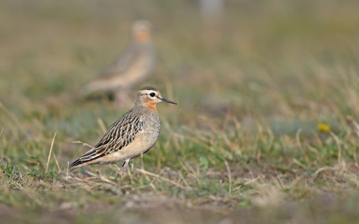 Tawny-throated Dotterel - ML620436796