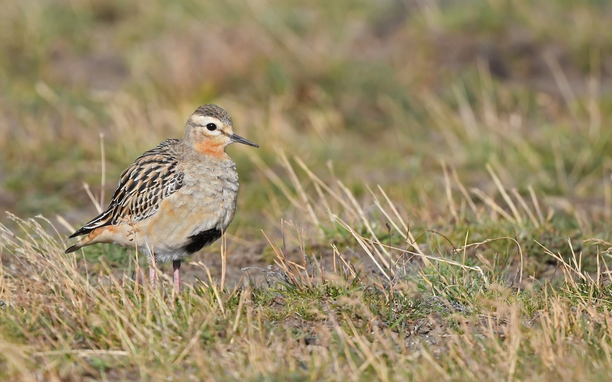 Tawny-throated Dotterel - ML620436797