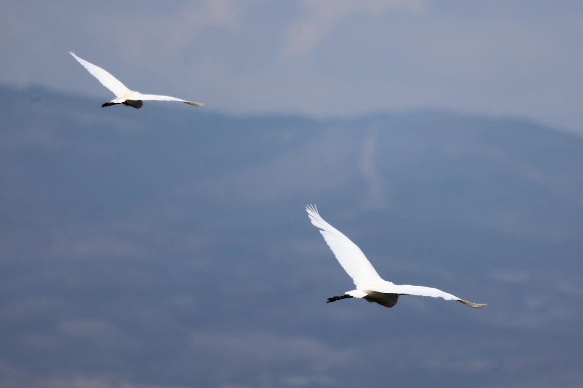 Great Egret - ML620436801