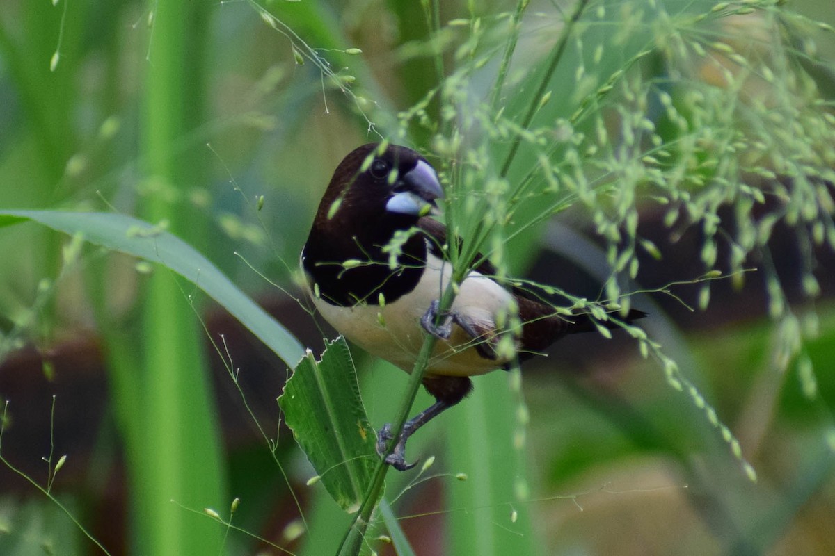 White-rumped Munia - ML620436804