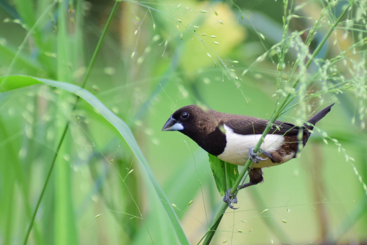 White-rumped Munia - ML620436806