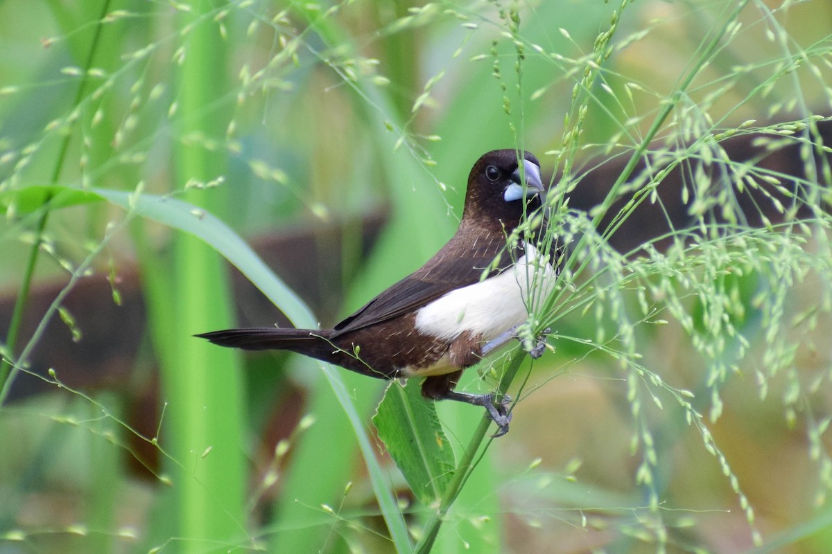 White-rumped Munia - ML620436808