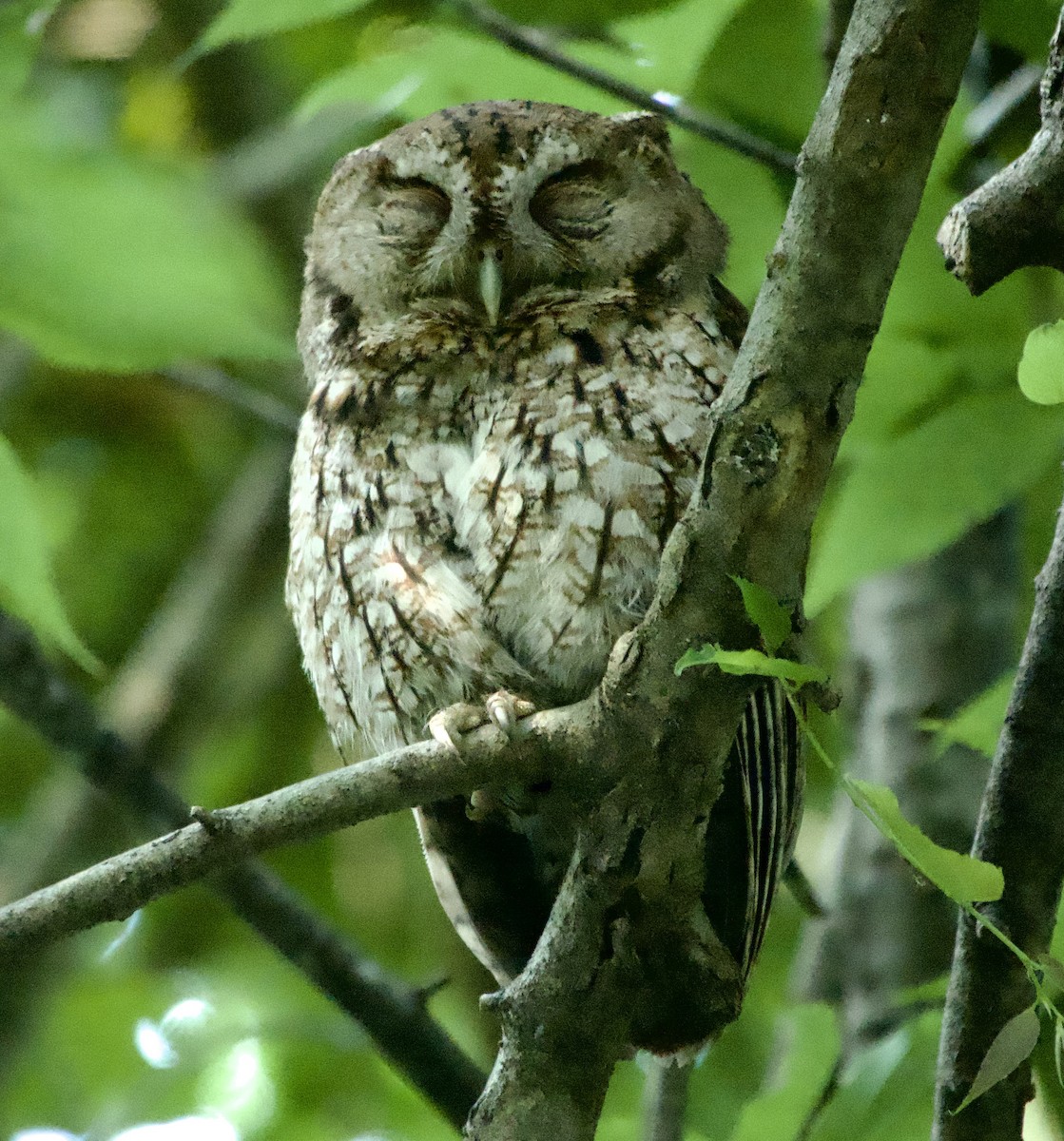 Eastern Screech-Owl - ML620436809