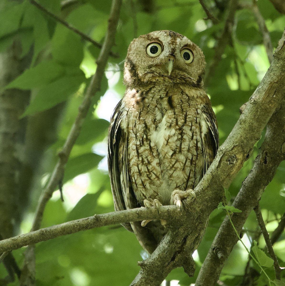 Eastern Screech-Owl - ML620436810