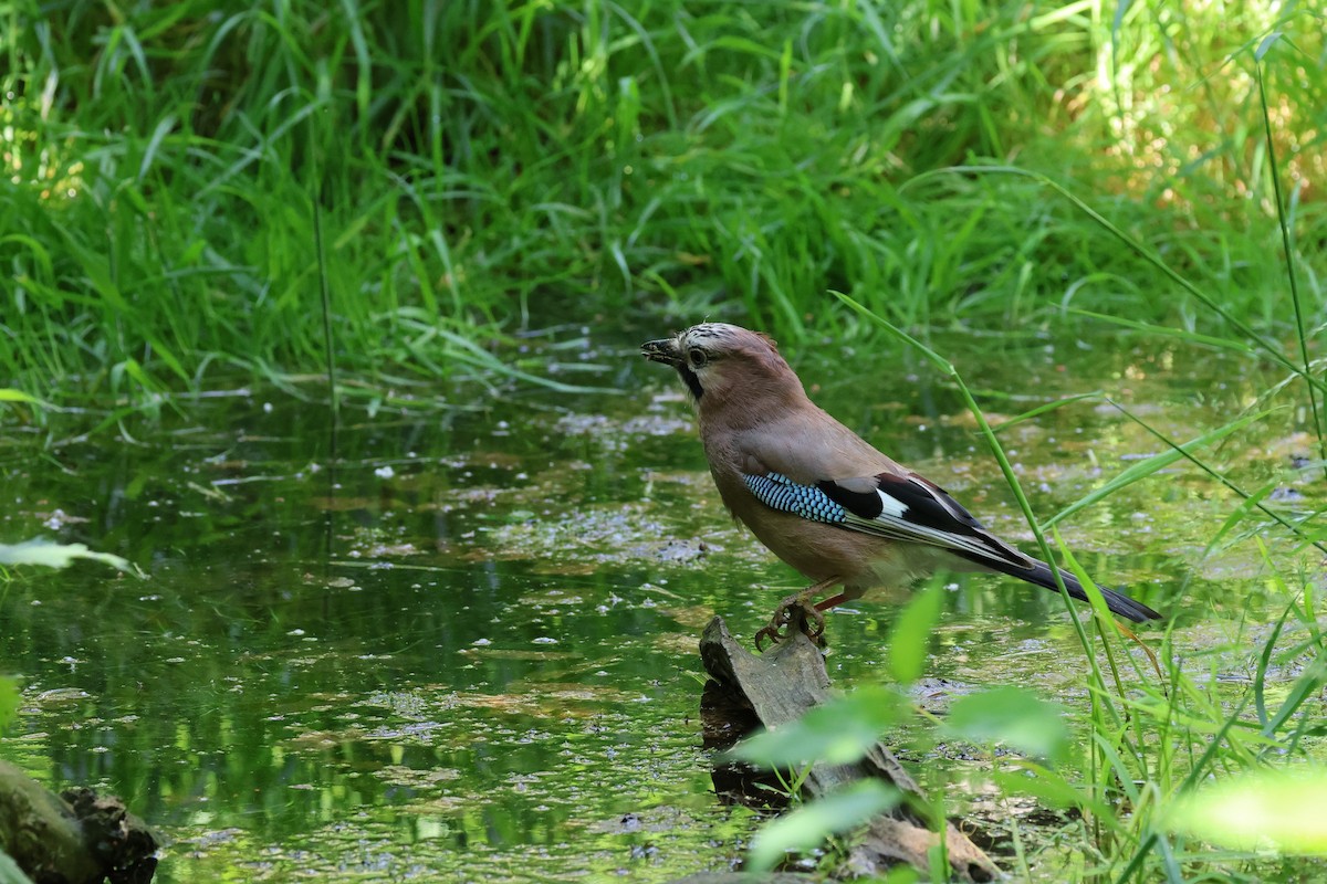 Eurasian Jay - ML620436811