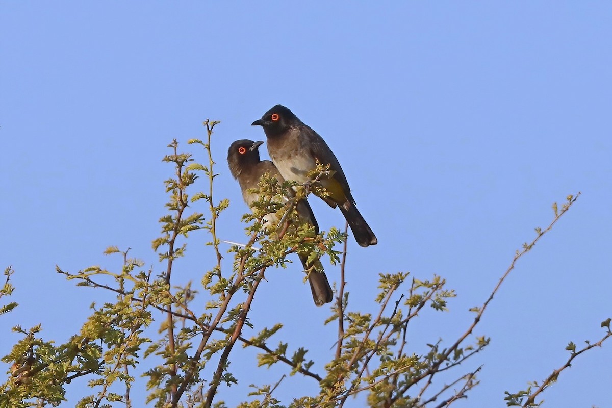 Black-fronted Bulbul - ML620436813