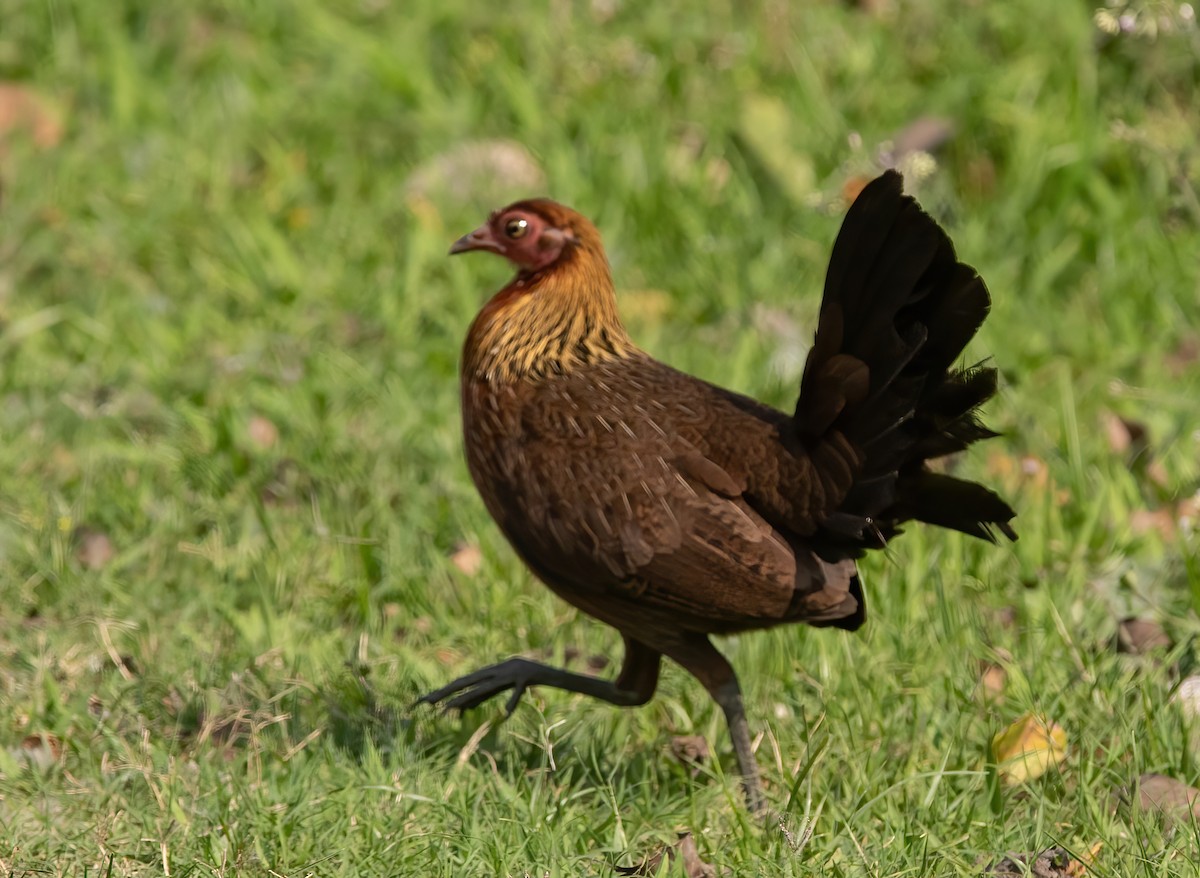 Red Junglefowl - ML620436814