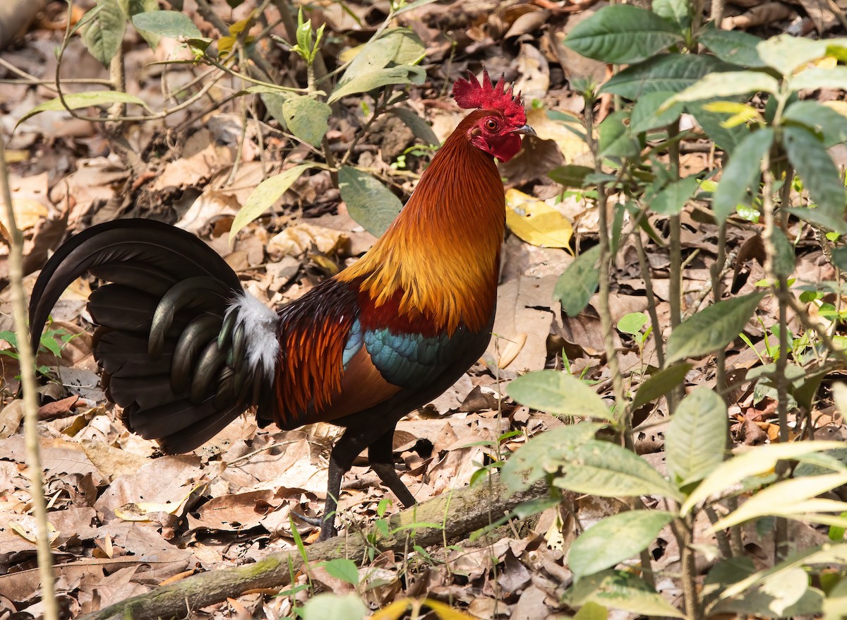 Red Junglefowl - ML620436816