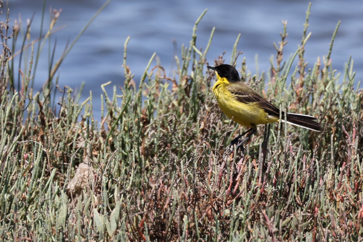 Western Yellow Wagtail (feldegg) - ML620436821