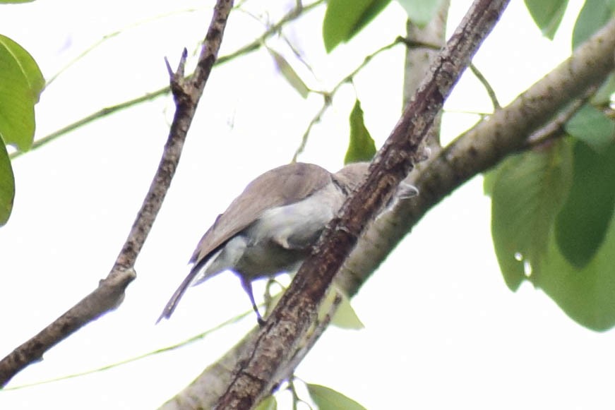 Common Woodshrike - ML620436825