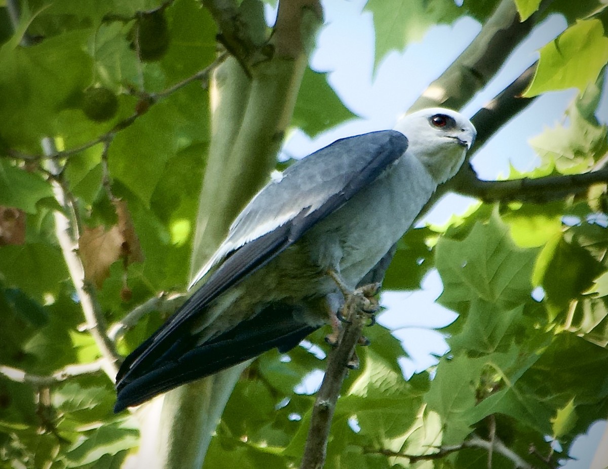 Mississippi Kite - ML620436829