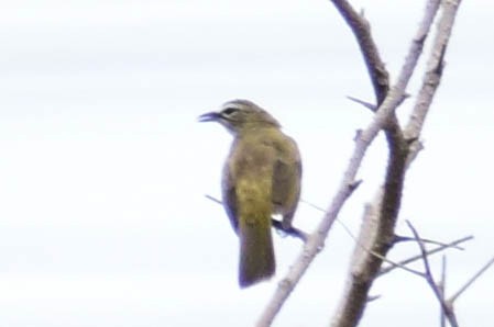 White-browed Bulbul - ML620436831