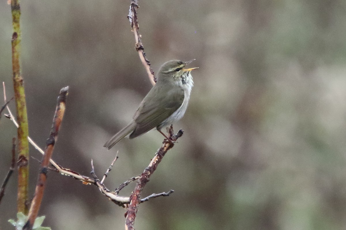 Arctic Warbler - ML620436832