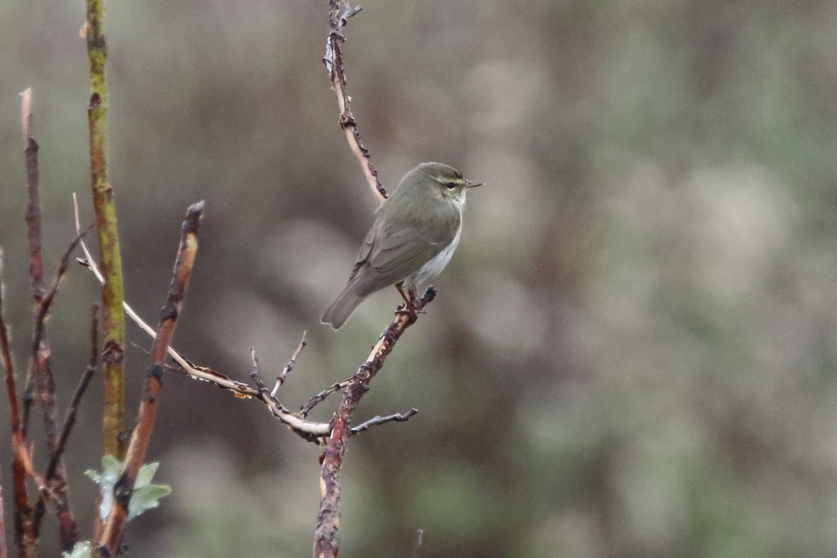 Arctic Warbler - ML620436834