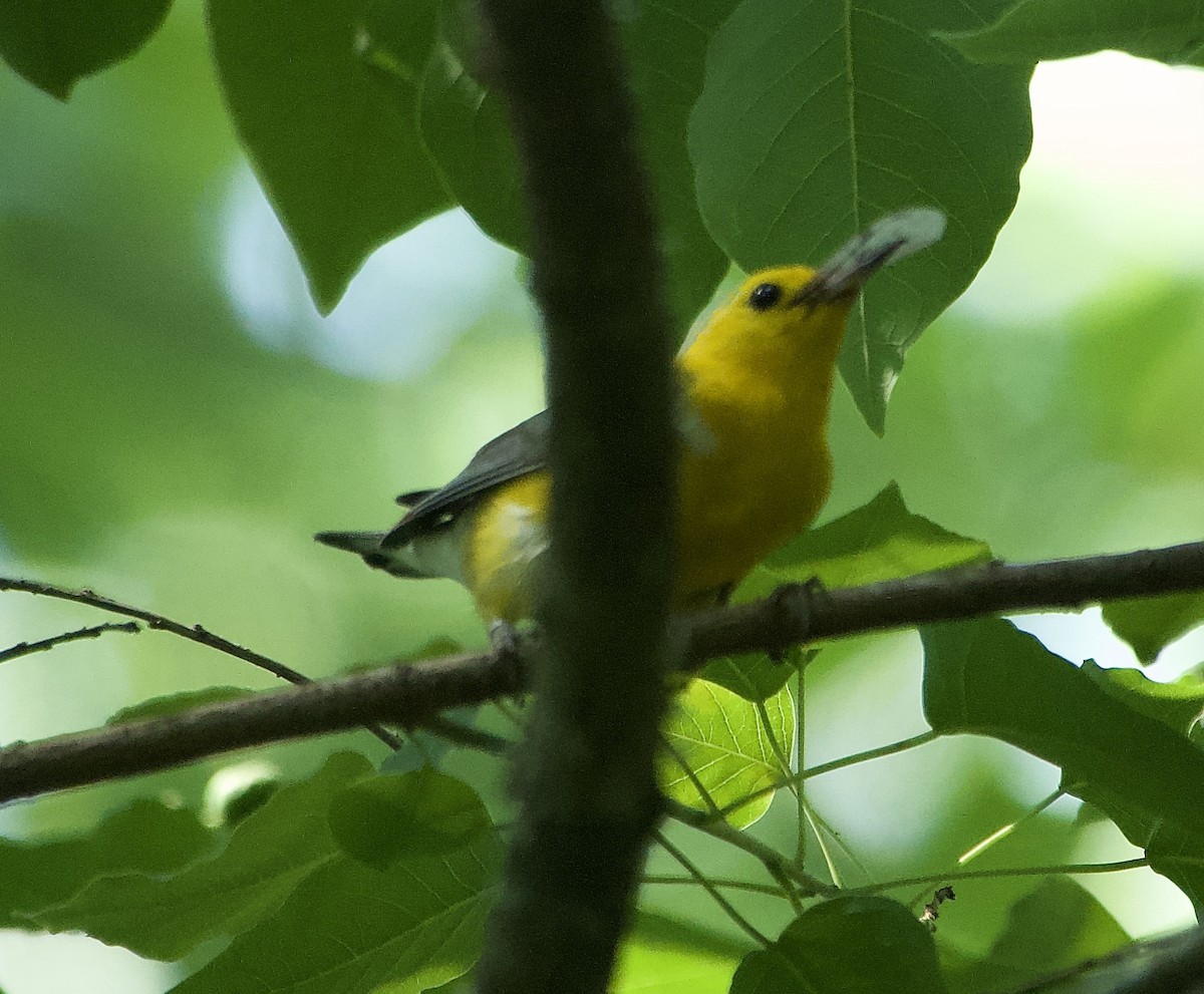 Prothonotary Warbler - ML620436835