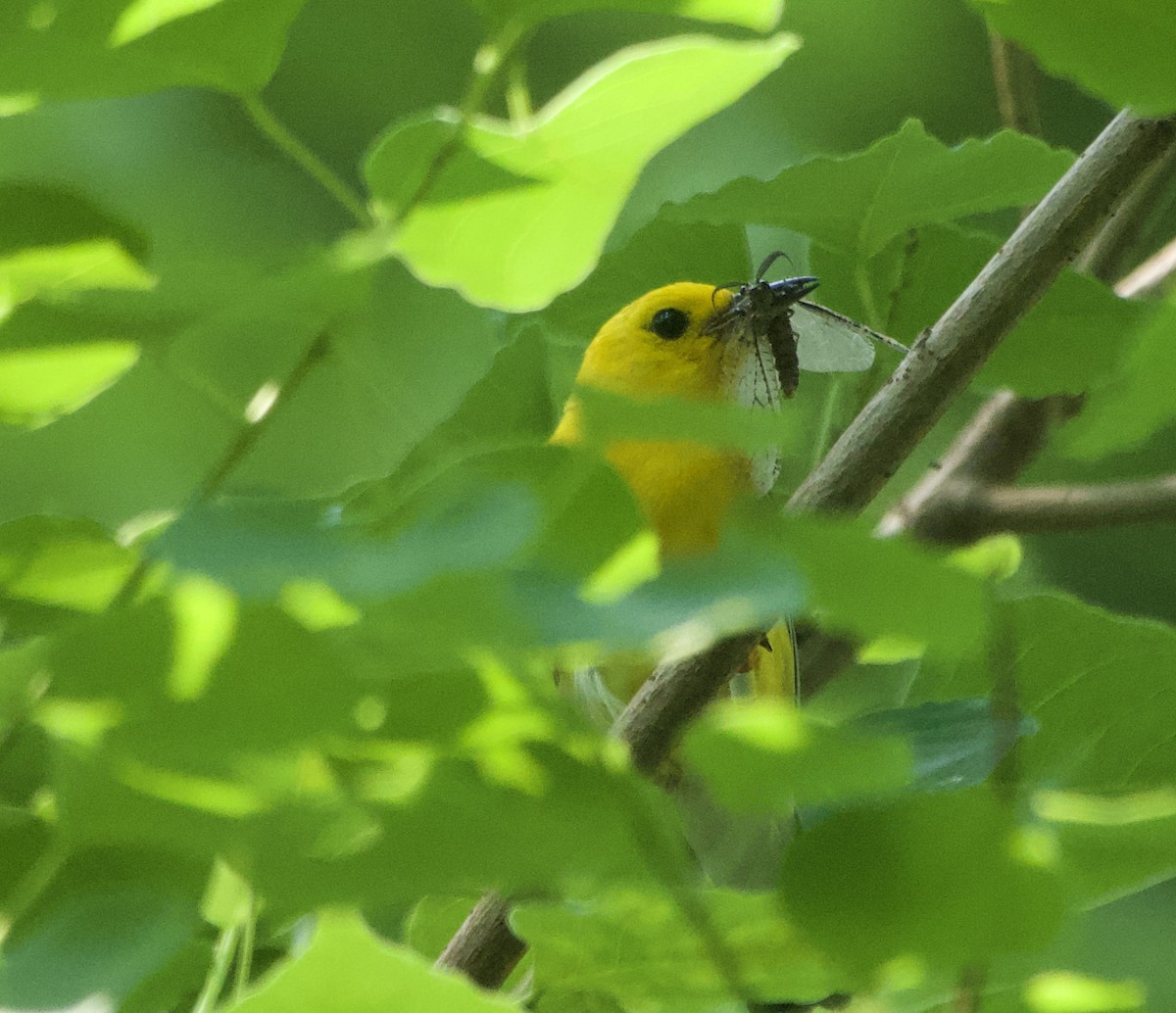Prothonotary Warbler - ML620436836