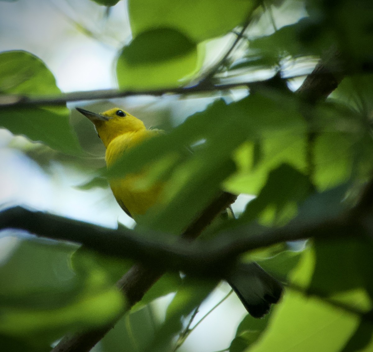 Prothonotary Warbler - ML620436837