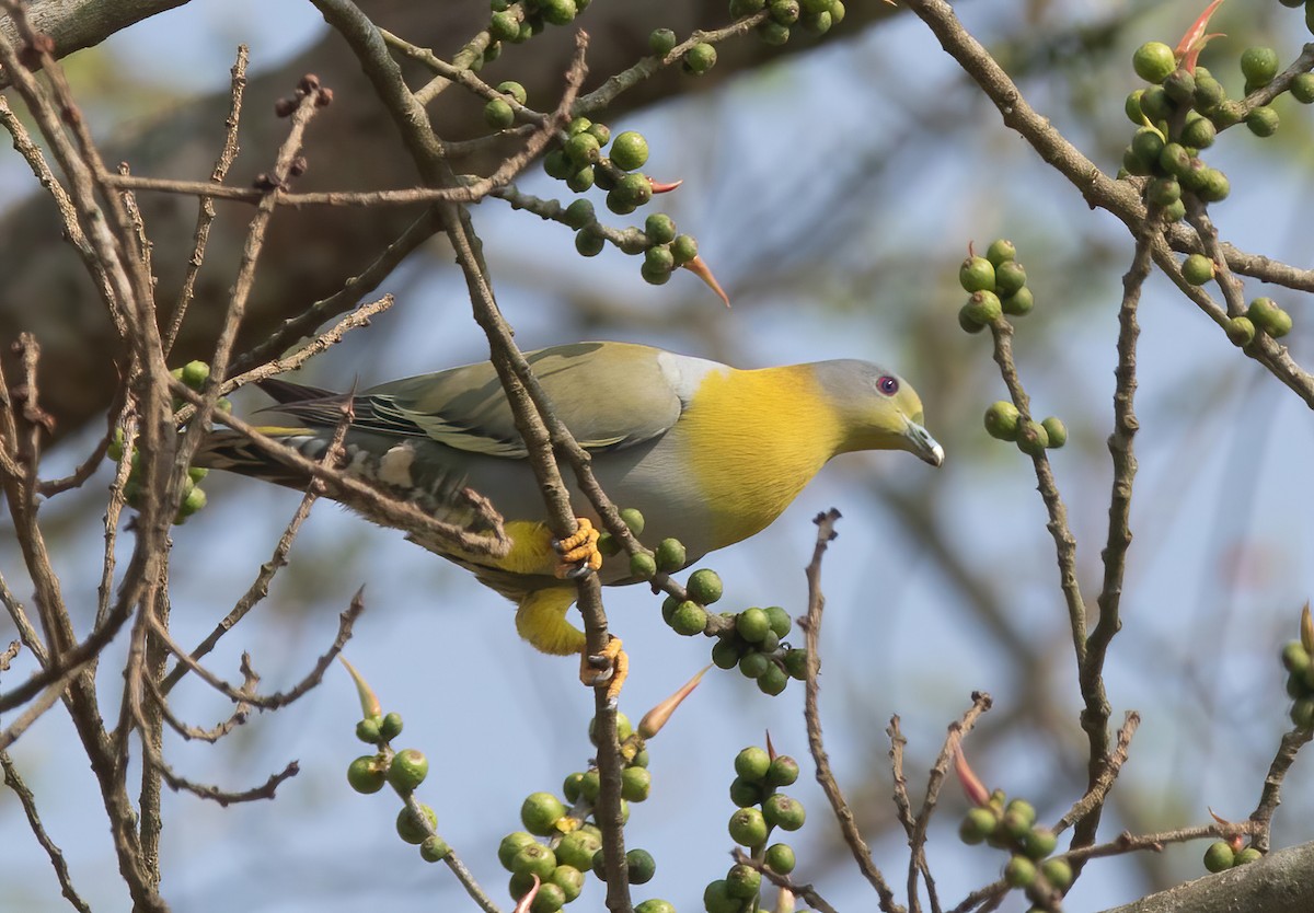 Yellow-footed Green-Pigeon - ML620436839