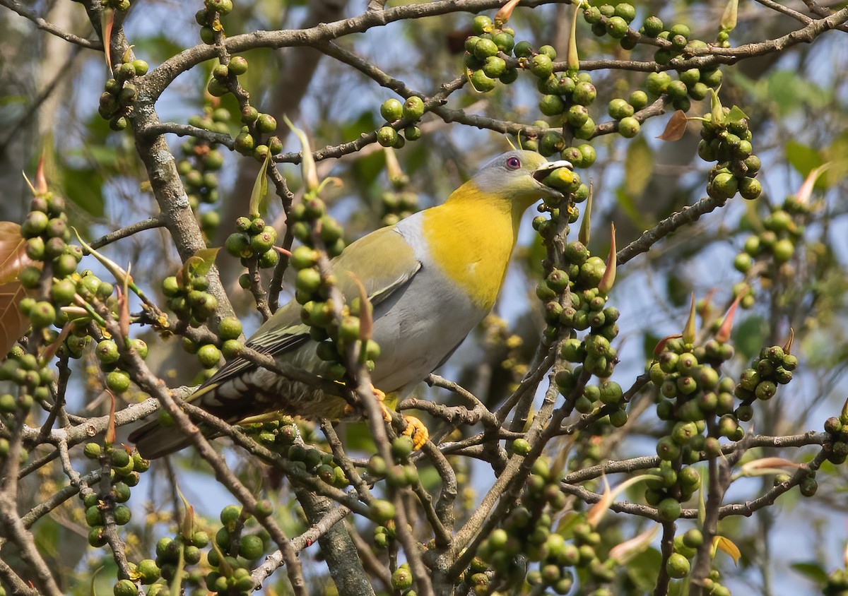 Yellow-footed Green-Pigeon - ML620436840