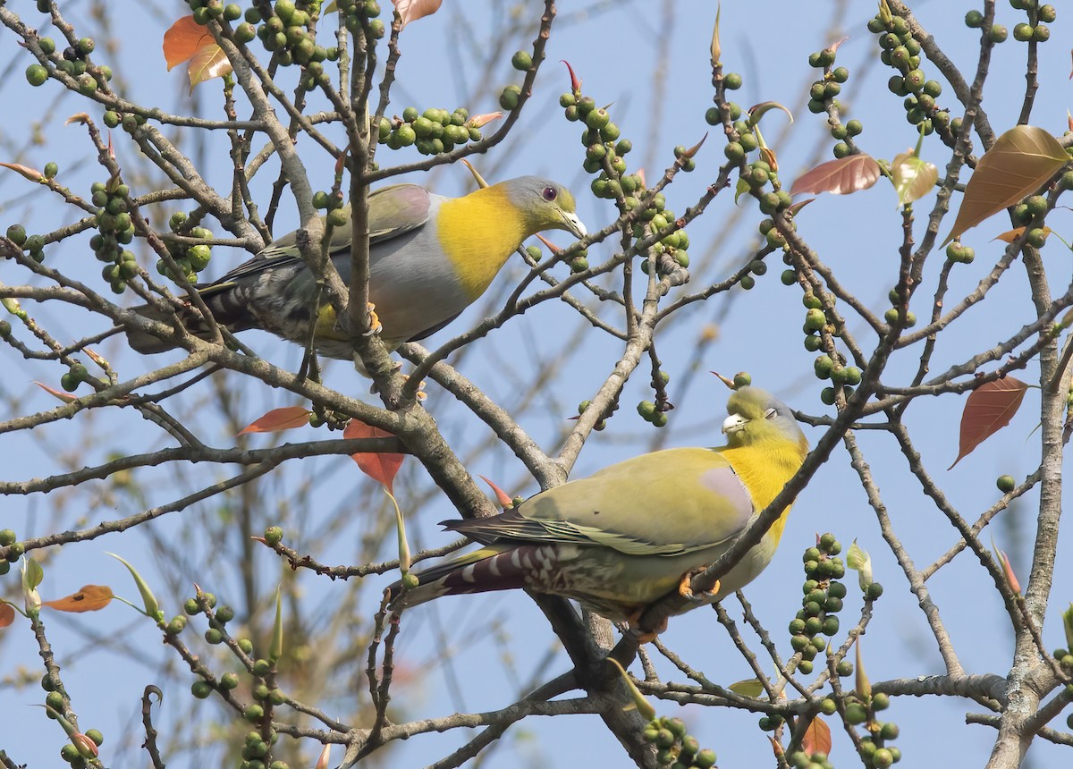 Yellow-footed Green-Pigeon - ML620436841