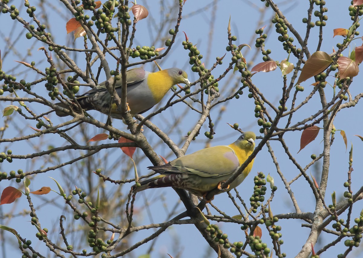 Yellow-footed Green-Pigeon - ML620436842