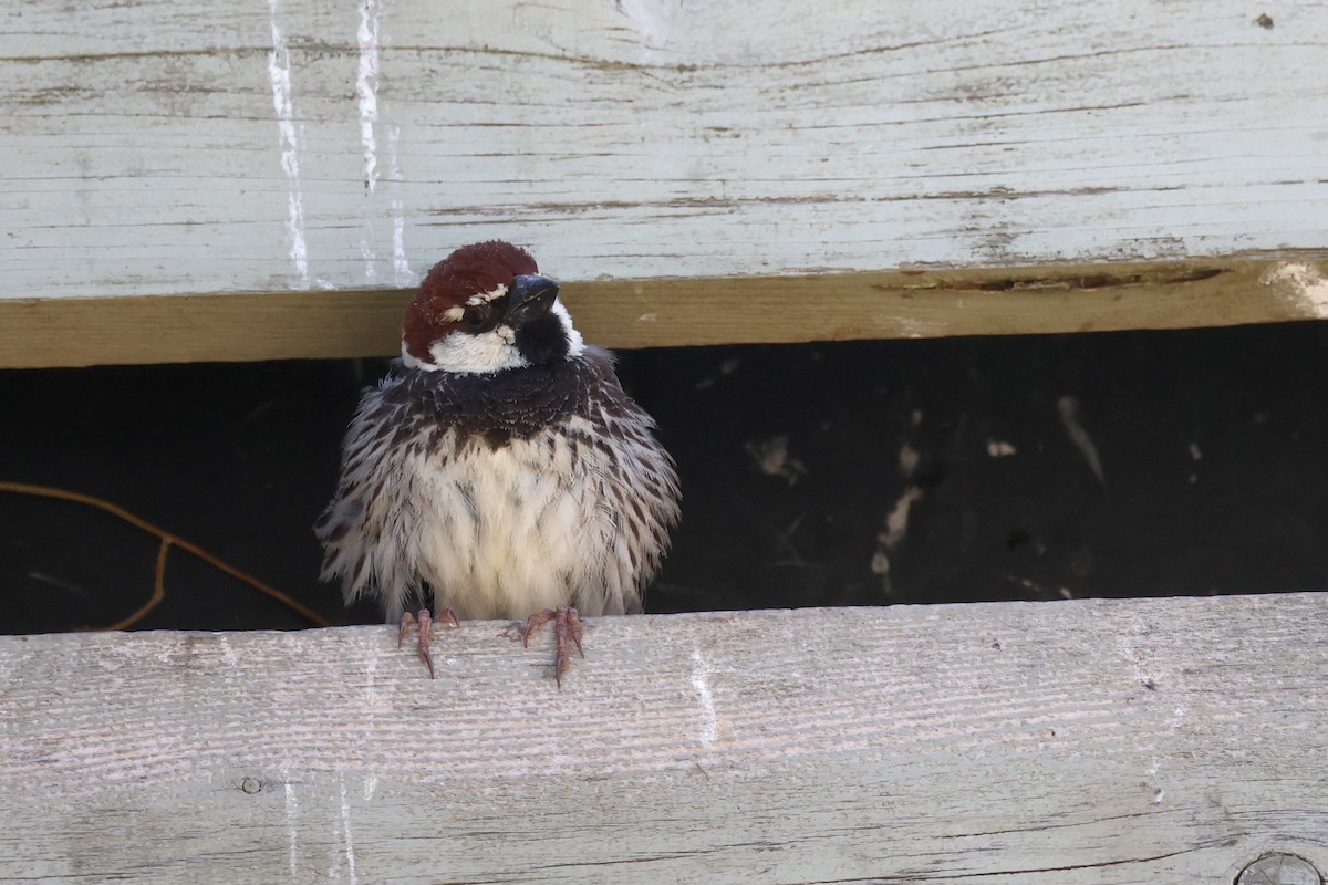 Spanish Sparrow - ML620436850