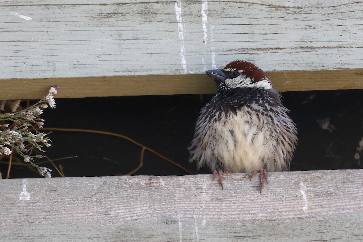 Spanish Sparrow - ML620436852