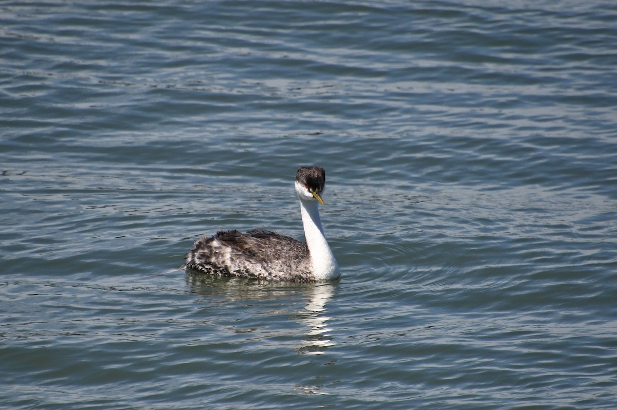 Western Grebe - ML620436853